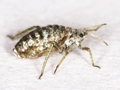 Cinara acutirostris